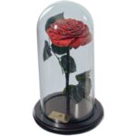 Urna de rosa preservada Fairytale Red