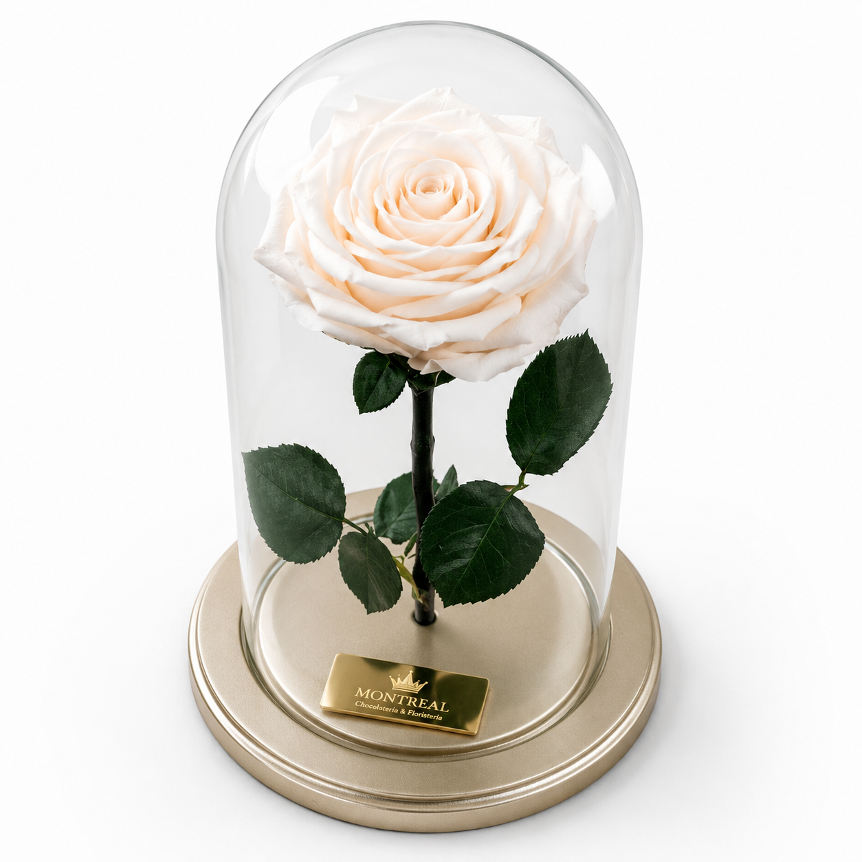 ChatGPT Image 11 may 2026, 11_59_02 a.m. Urna de rosa preservada Premium Porcelana - Image 1