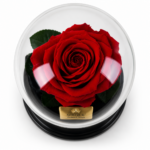 Urna de rosa preservada Premium Roja - Image 2