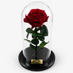 Urna de rosa preservada Premium Rojo Vino